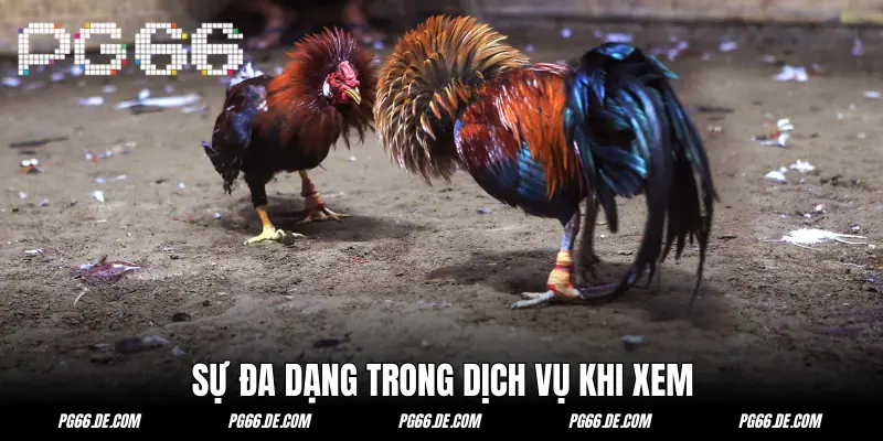 Đa dạng dịch vụ bên cạnh đấu kê